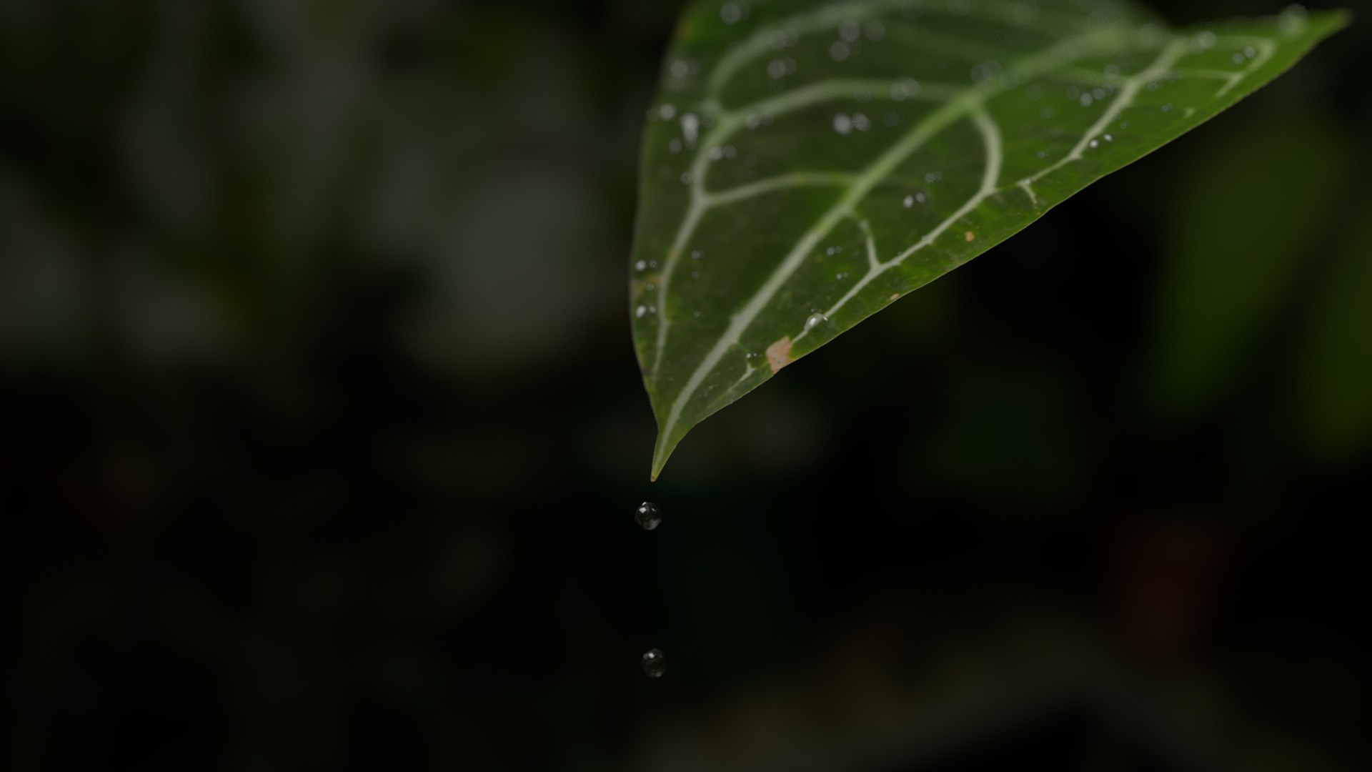Photo Real Water Drop on a Leaf